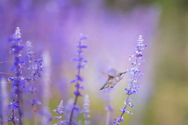 a bird flying towards lavender flowers with blurry background