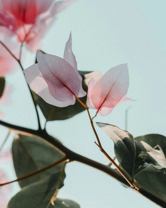 flowers on a tree with sky in the background