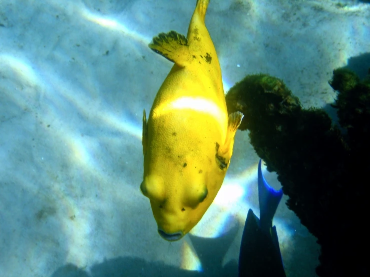 a yellow fish swims through some blue seawater