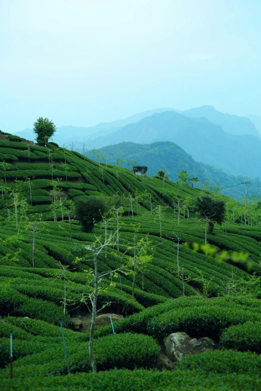 there are many tea bushes and mountains on the side of a hill
