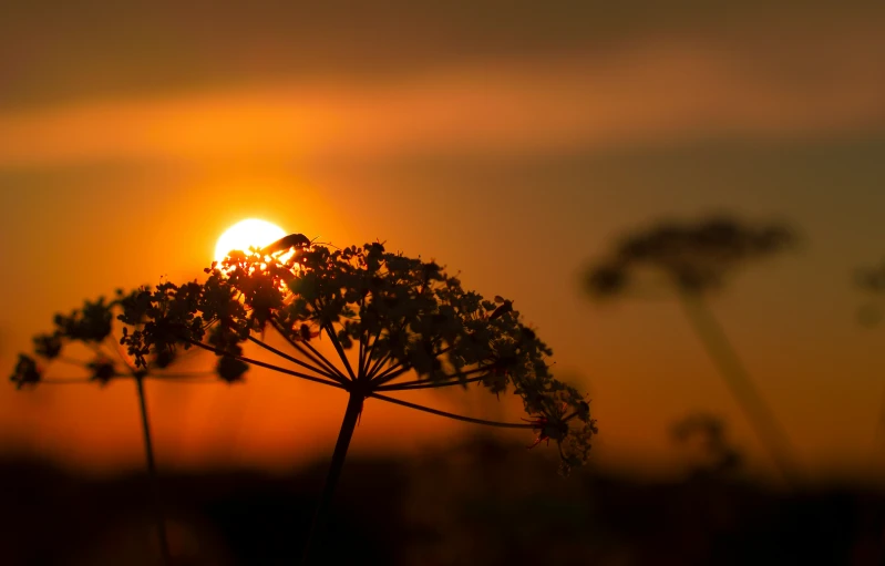 closeup of plant with sun in the background