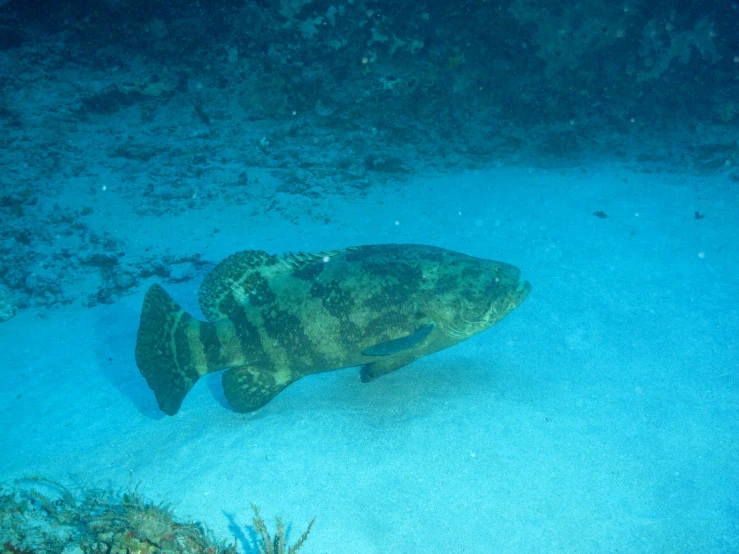 a fish sitting on top of a sandy ground