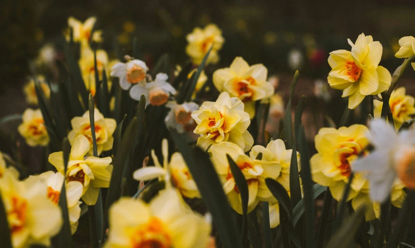 several yellow flowers are in the foreground with lots of green stems