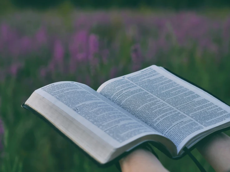 someone is reading a book in the field