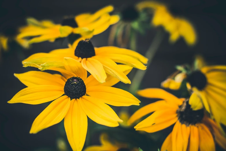 some bright yellow flowers are blooming together