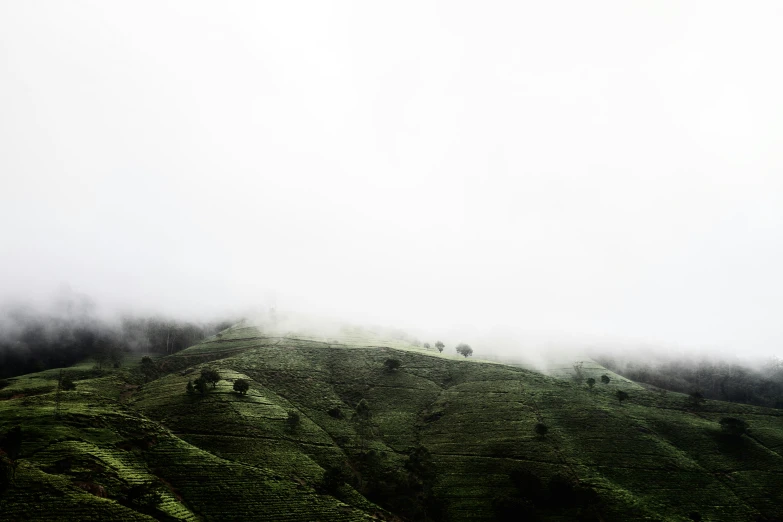 fog hanging in the air over a grassy hillside