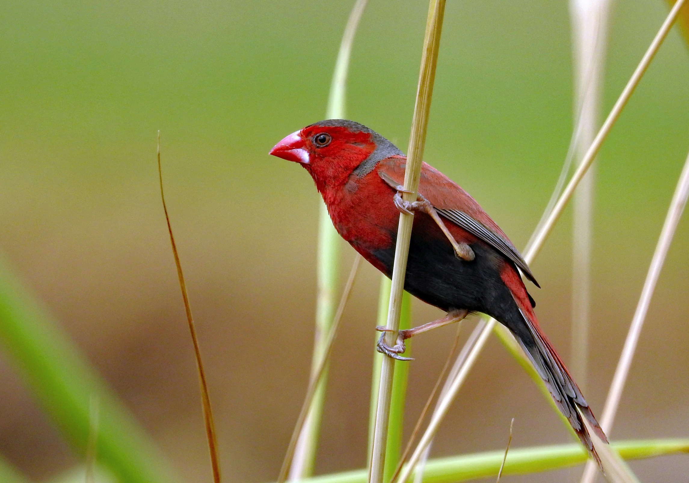 a small red bird with black wings sitting on a nch