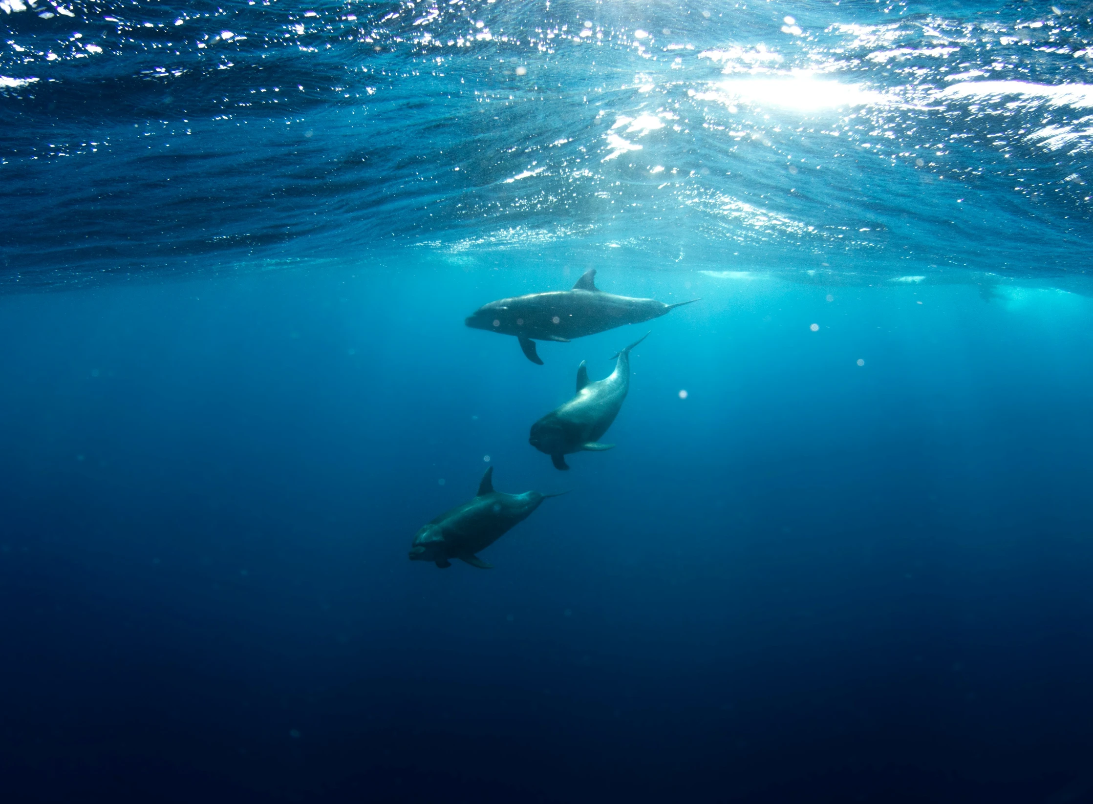 three swimming dolphins in deep blue water looking at camera