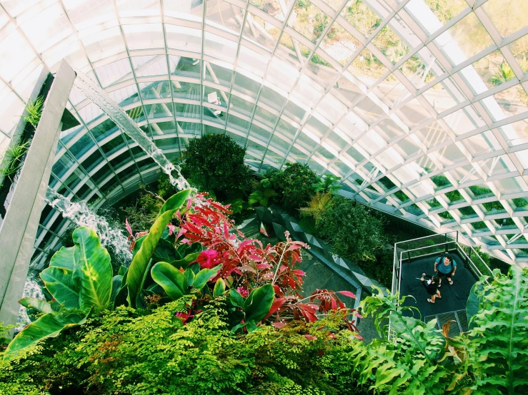 plants and shrubs grow in a glass walled building