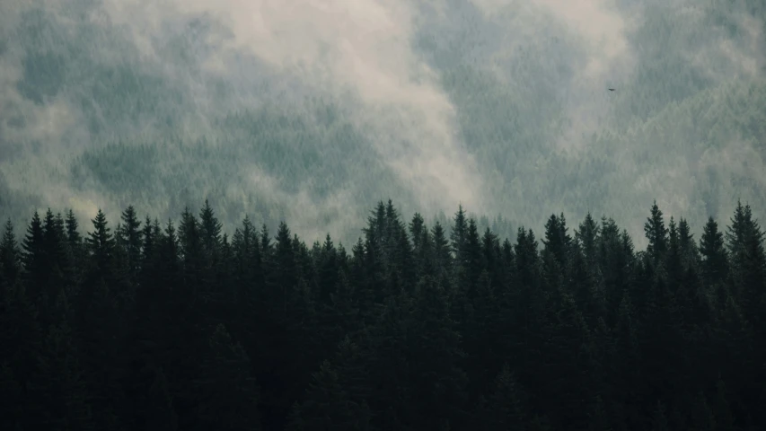 the trees of a coniferous forest against a cloudy sky