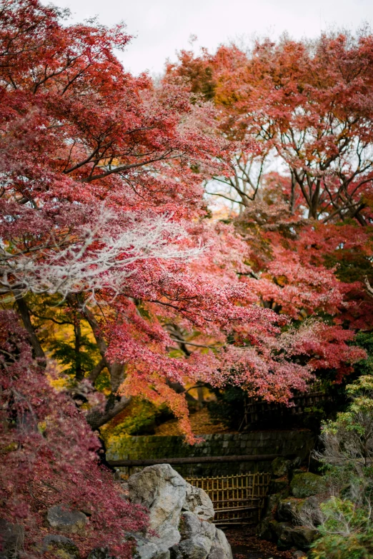 red leaves in the forest are starting to turn color