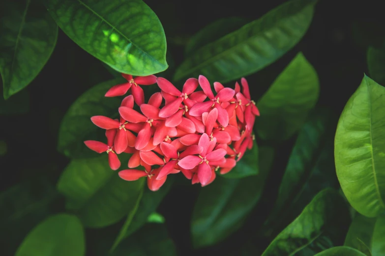 a bunch of red flowers on a tree