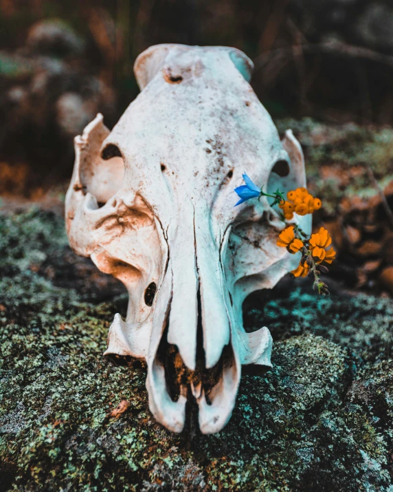 an animal skull with orange flowers in its mouth