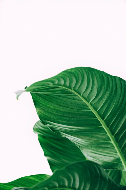 a close up image of the green leaves on a plant