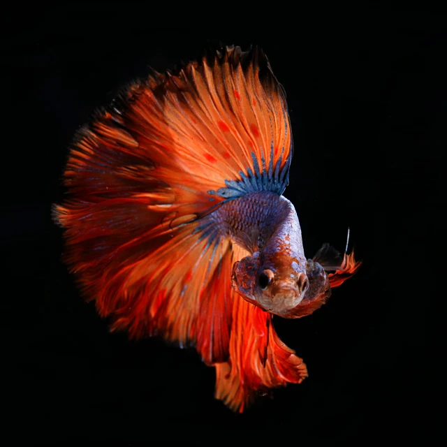 red fish with blue markings on black background