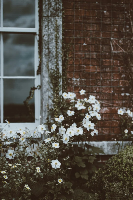 flowers are blooming near a window and brick building