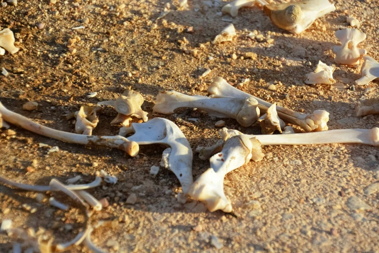 the bone of a dead bird on the ground