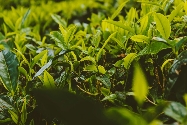 a close up of bushes that are growing