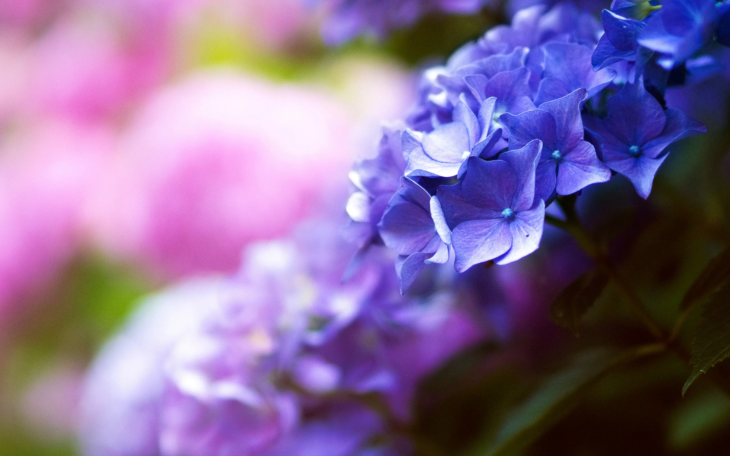 purple flowers are blooming and in the sun