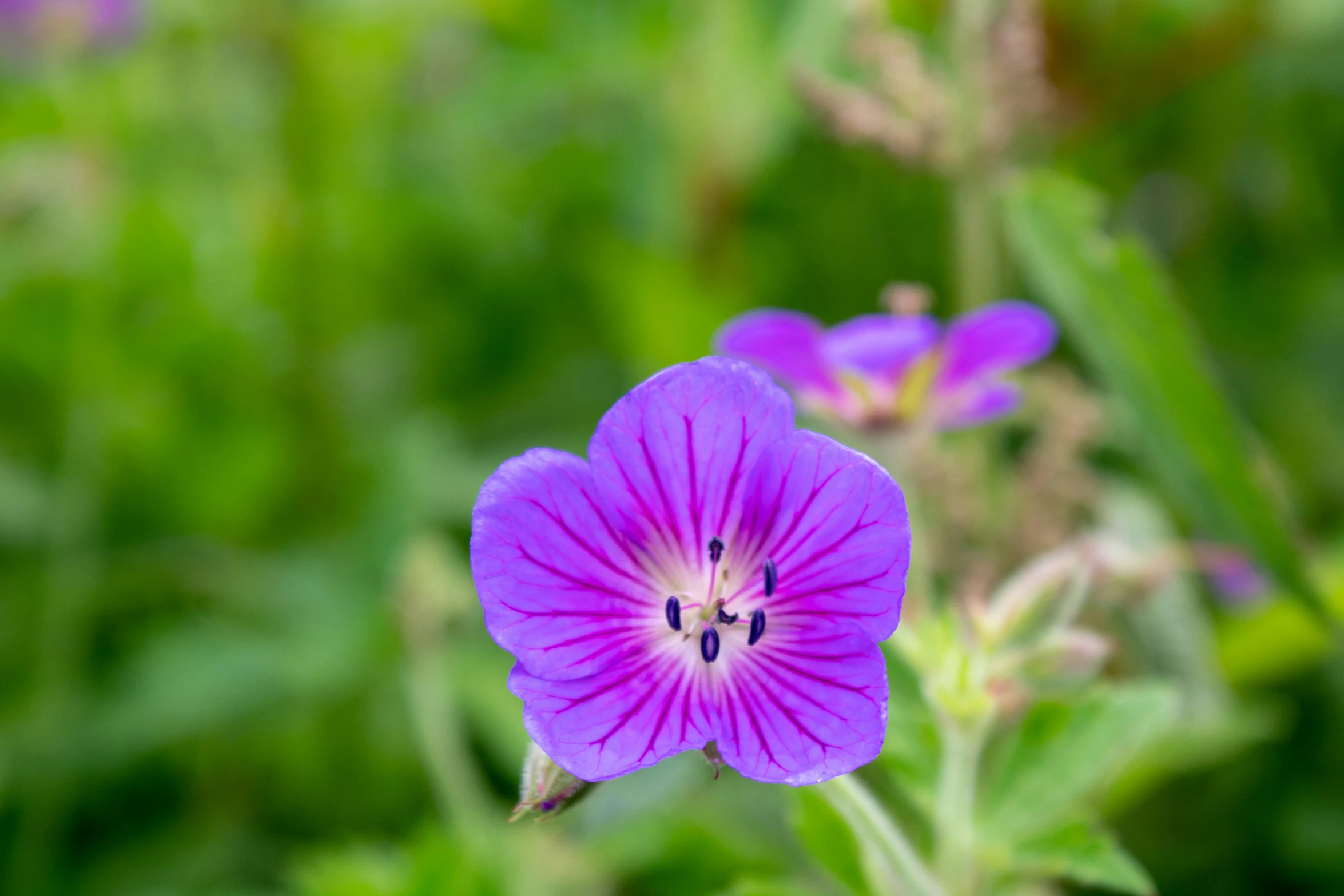 there are three flowers that are blooming in the grass