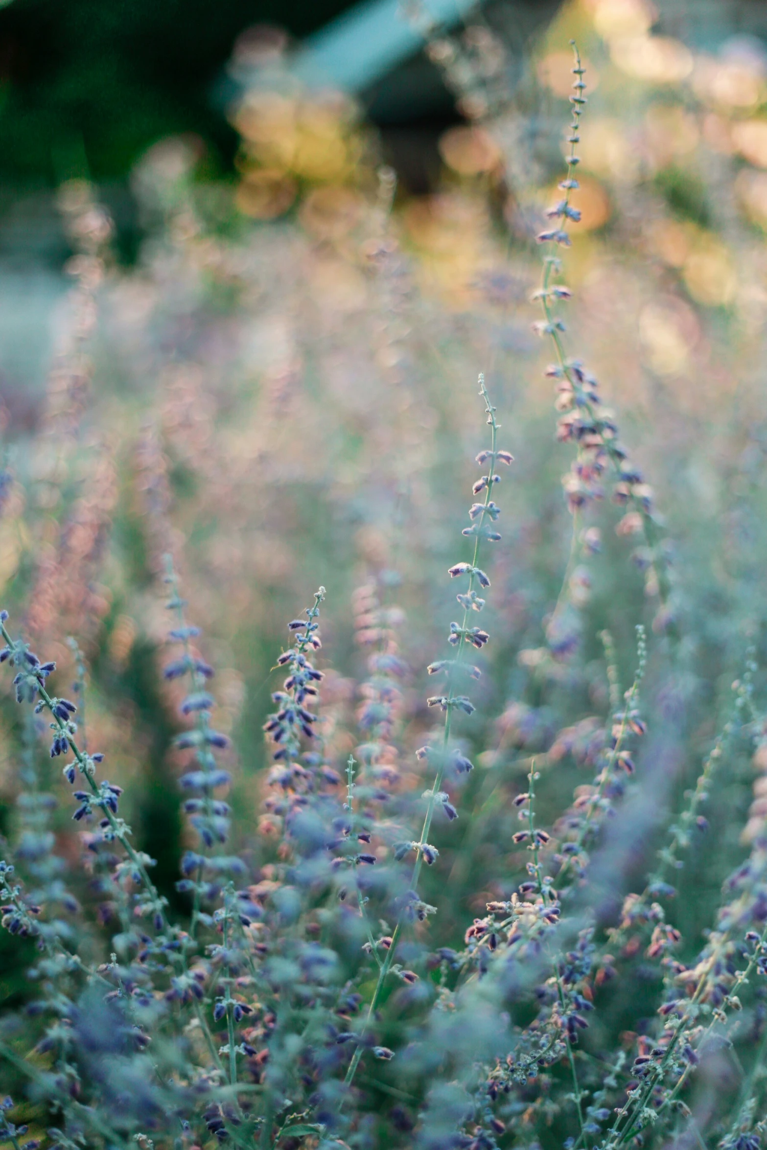 plants in a garden full of grass