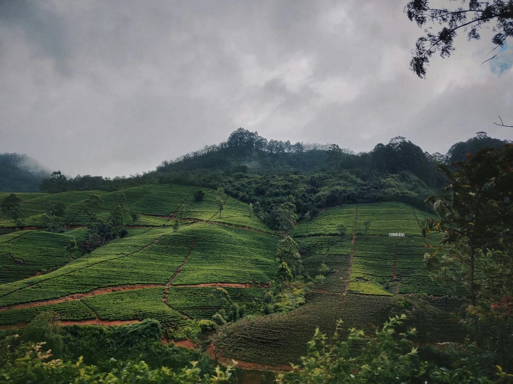 lush green hills with trees on each side