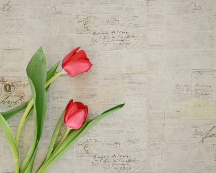 two pink flowers on top of an old book