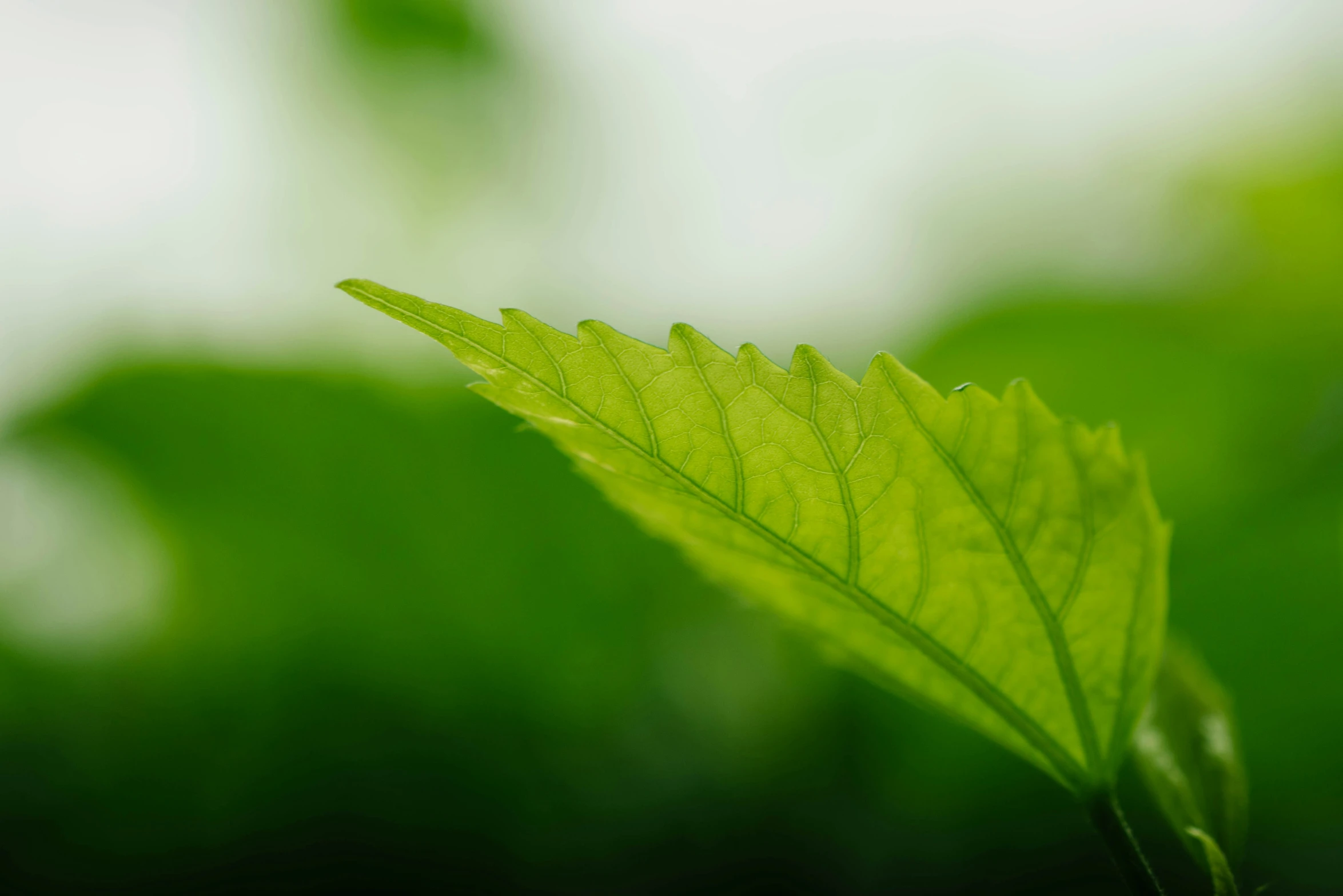 a leaf that is green and has some kind of spot