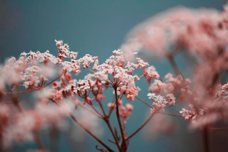 pink flowers sitting in the middle of a green field