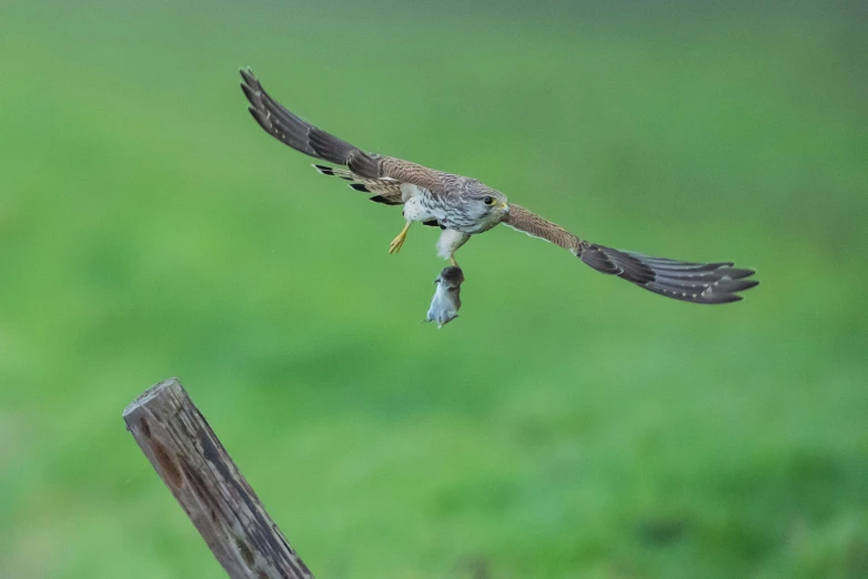 a bird with its beak out flying away