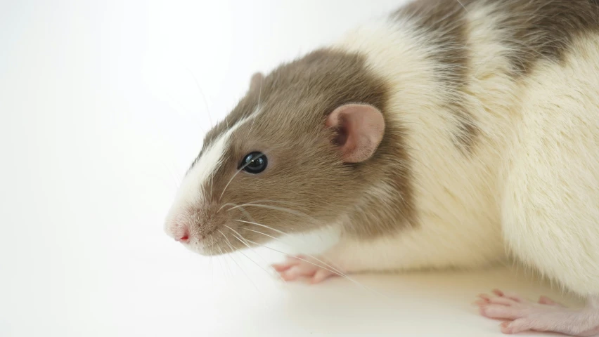 a close up of a rodent with a white background