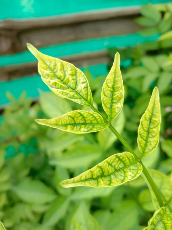 the back end of a green leafy plant