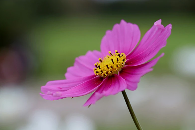 a pretty pink flower with a green field in the background