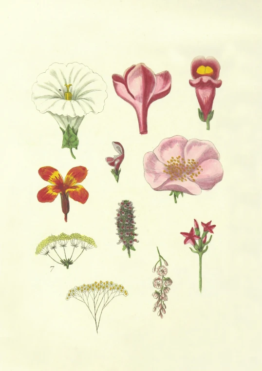 an image of different flower styles drawn by hand