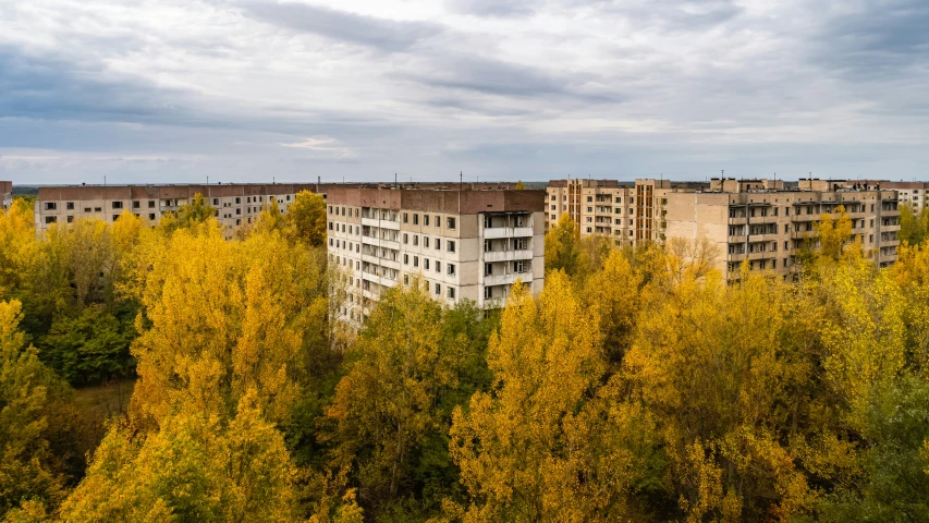 a forest filled with lots of yellow and green trees