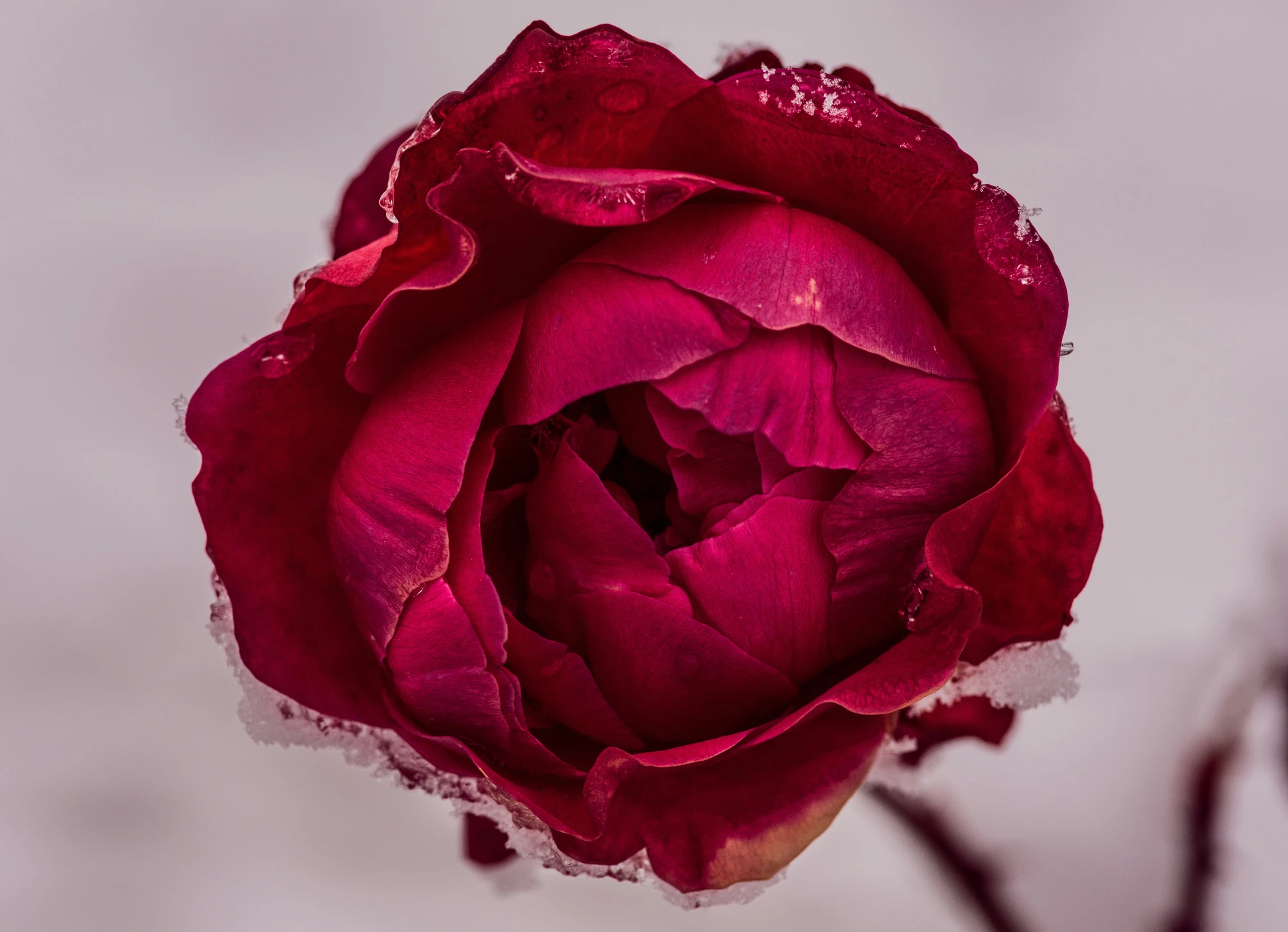 a large red rose with water drops on it