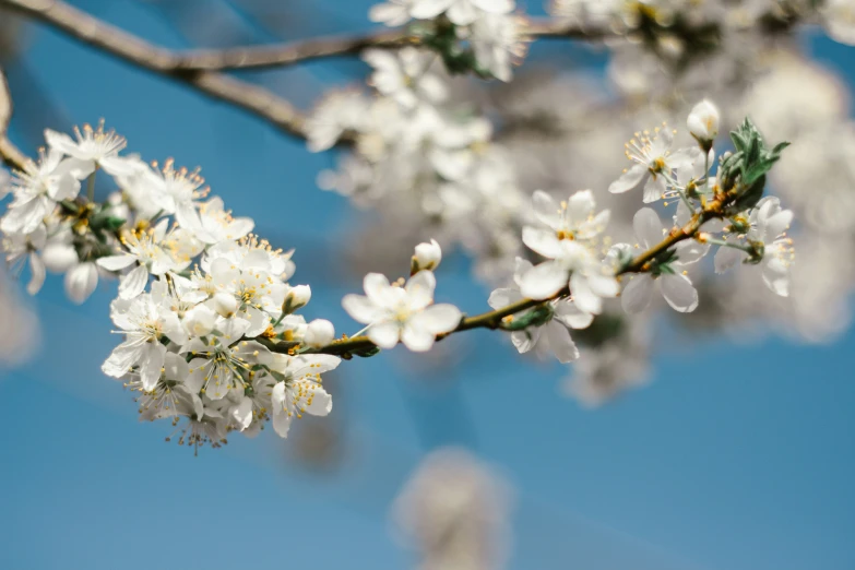 a nch of a tree with white flowers on it