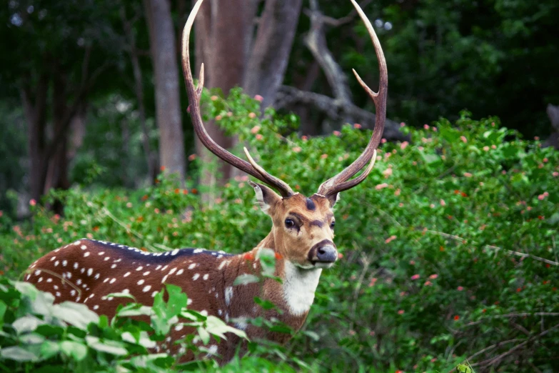 a buck standing in a forest full of trees
