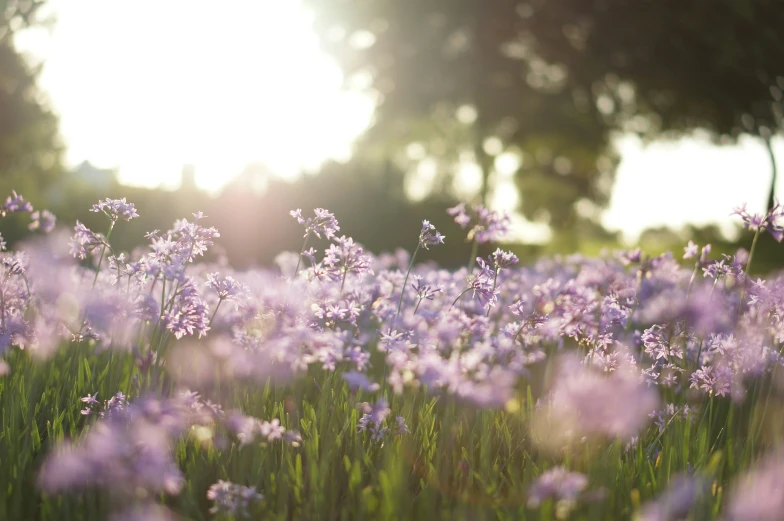 a field full of purple flowers with trees in the background