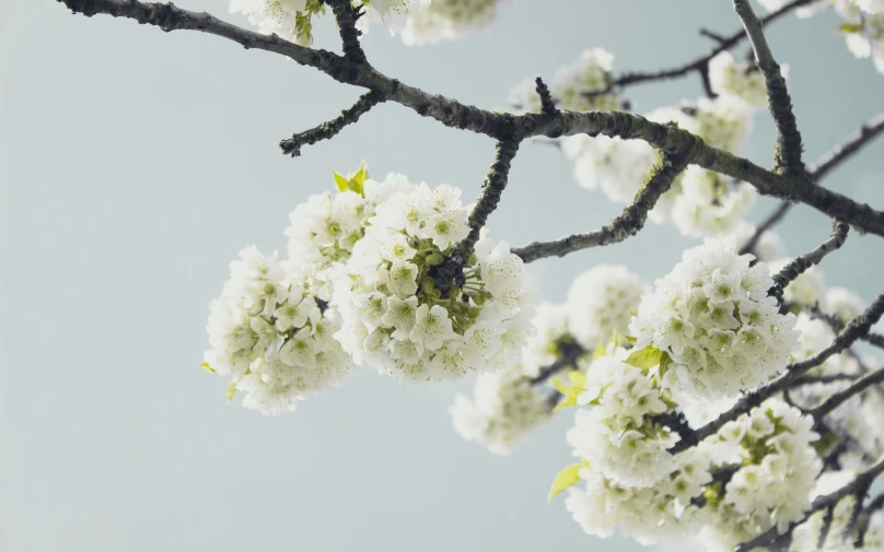 white flowers on the nch of a tree