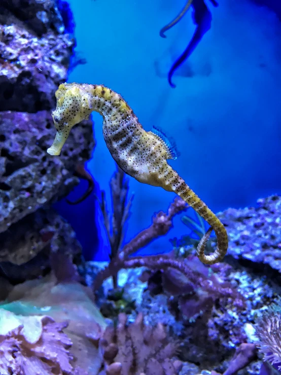 there is an orange and white sea horse in the ocean