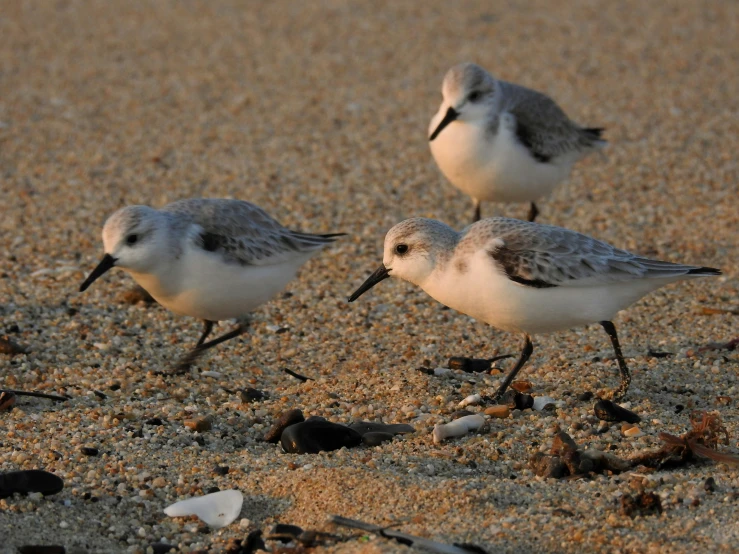 three birds standing together on the sand at the beach