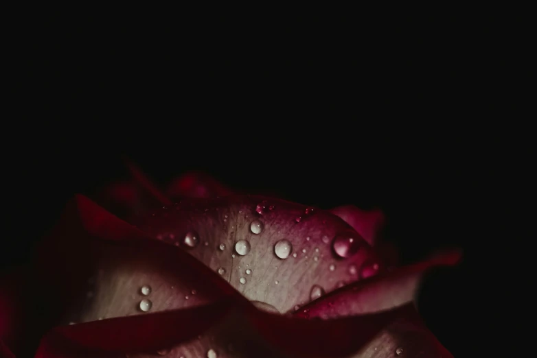 a close up po of a flower with dew droplets