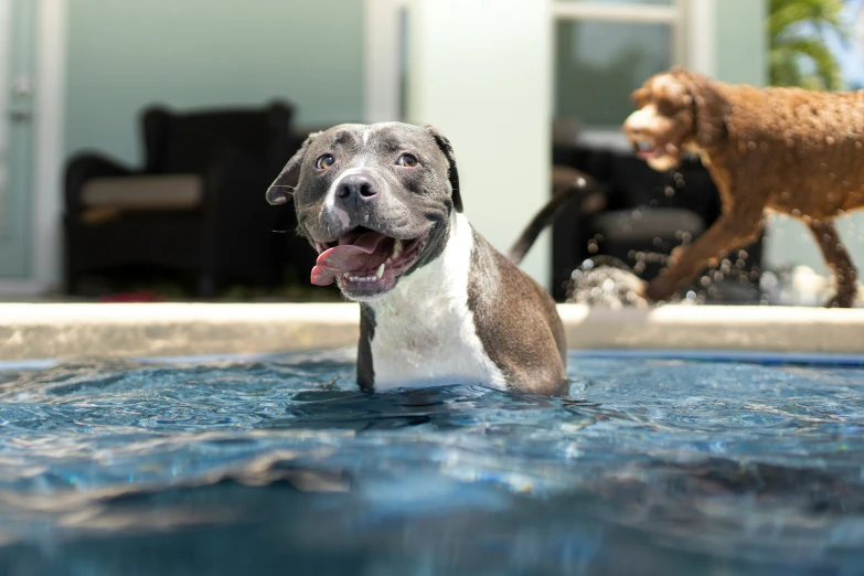 a dog sitting in a pool with his tongue out
