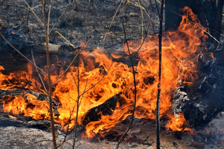 a close up of a tree on fire