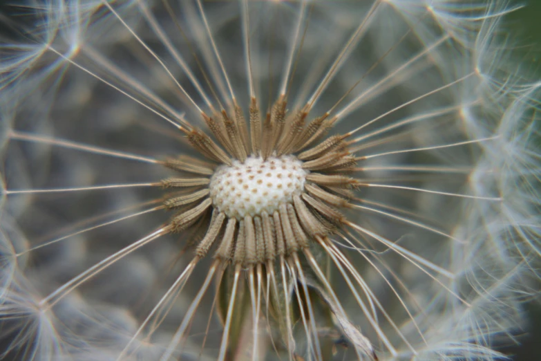 a dandelion is shown on a dark background