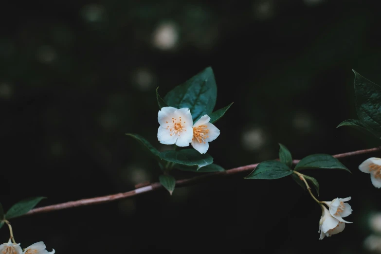 a white flower with a yellow center on a tree nch