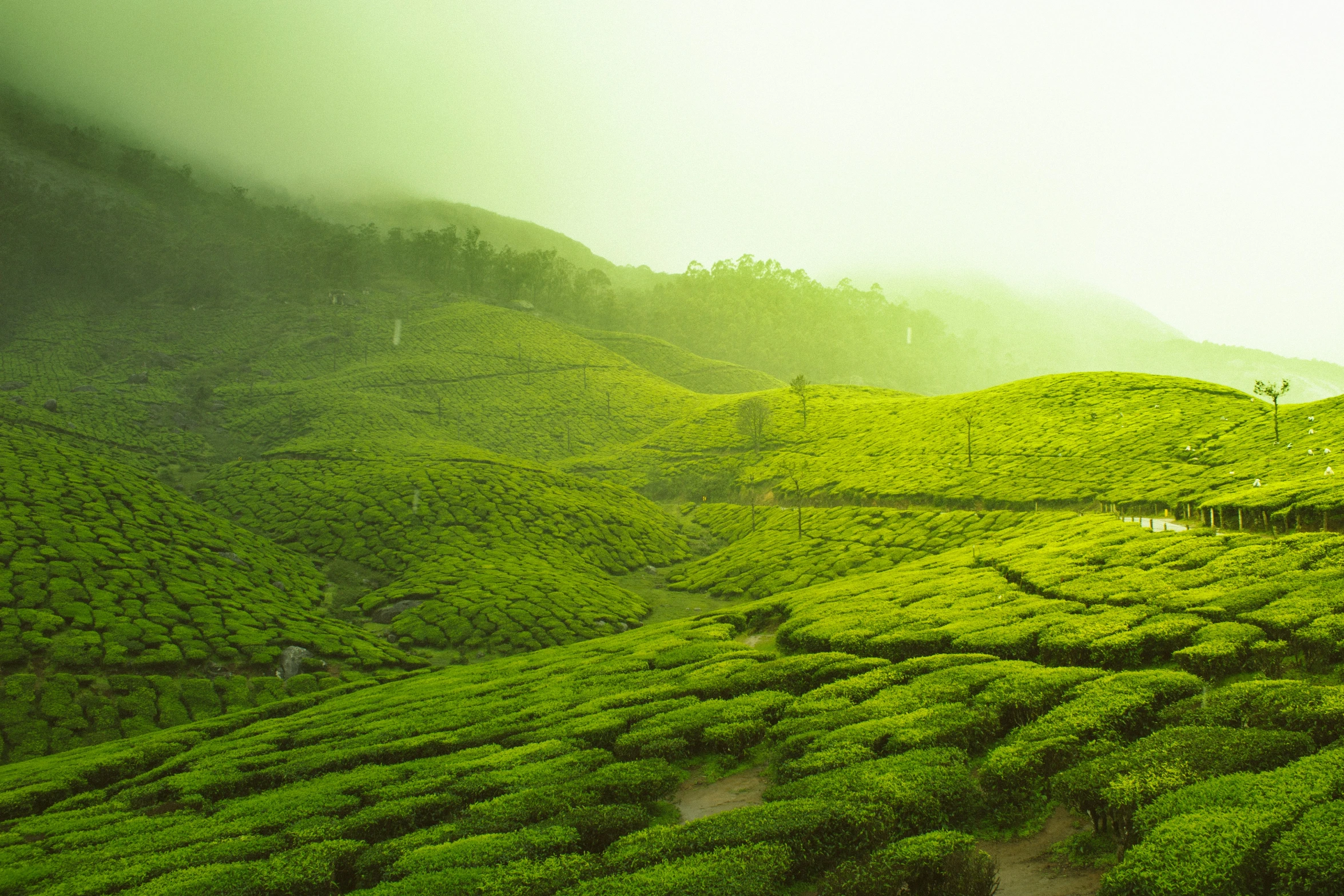 this is an image of a tea plantation