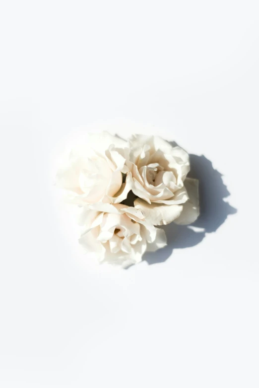 a single flower is placed in the middle of a white background