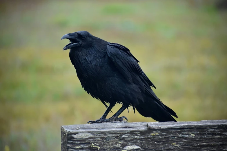 a black bird with a thick beak sits on a post